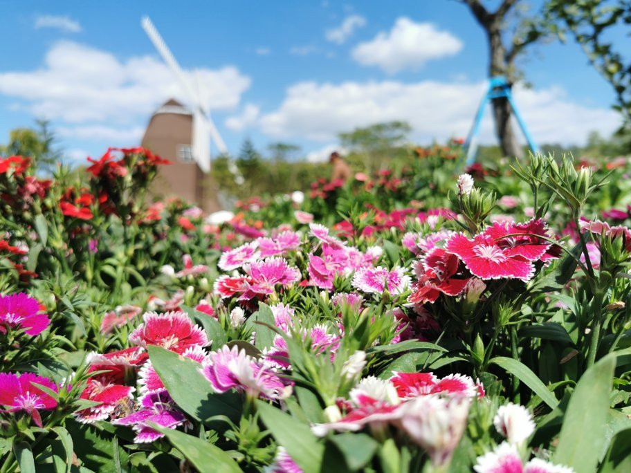 Viva Foresta Farm-那艾安必去景点