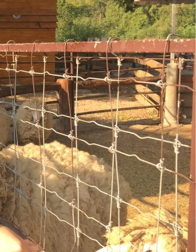 Malai Farm at Cha Am景点图片