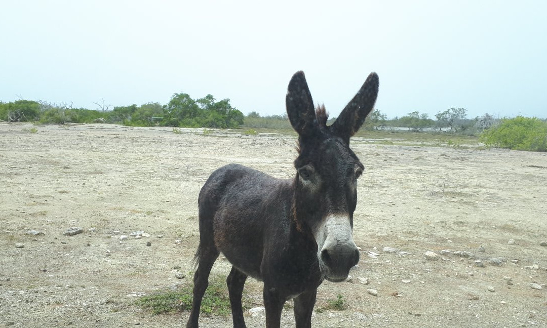 Donkey Sanctuary Bonaire景点图片
