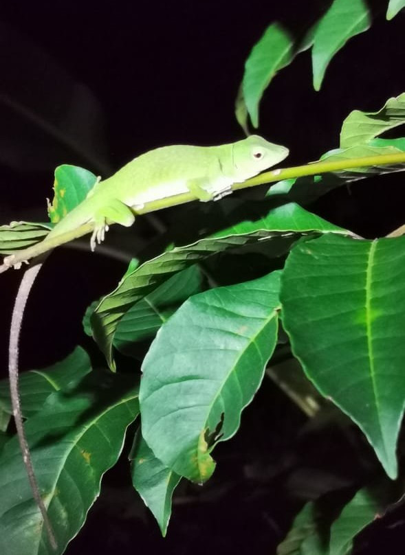 Tortuguero Tours - Adventures close to Nature景点图片