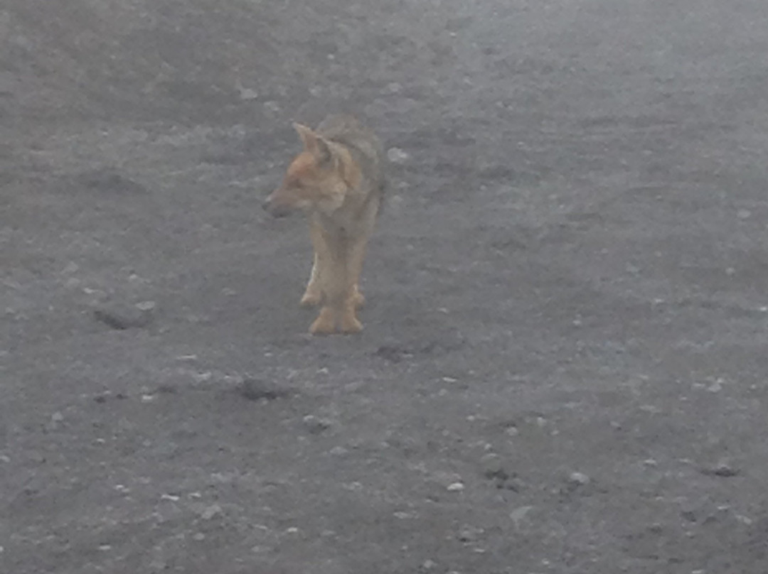 Cotopaxi Volcano-Tanicuchi必去景点