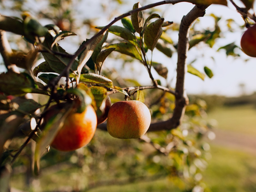Plymouth Orchard and Cider Mill-普利茅斯必去景点