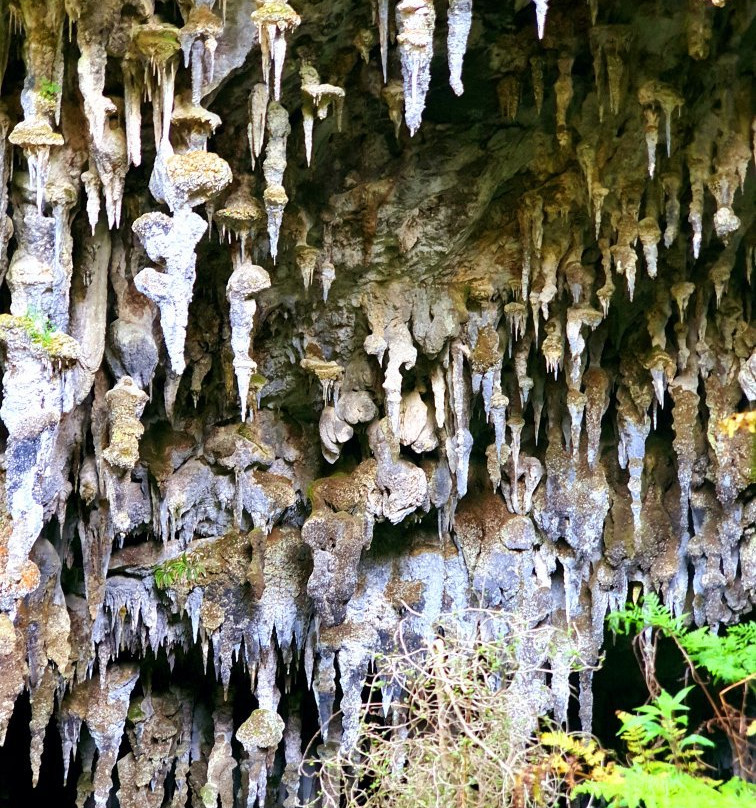 Rawhiti Cave Track景点图片