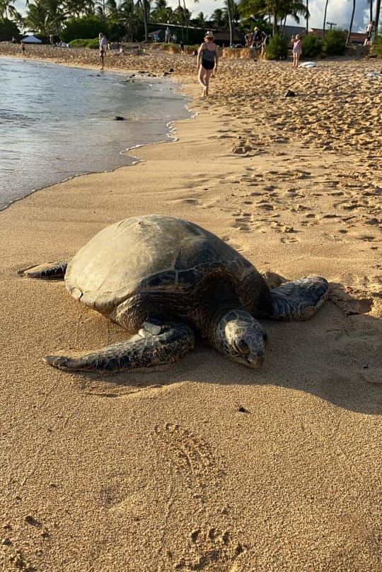 坡伊普启别墅酒店主图