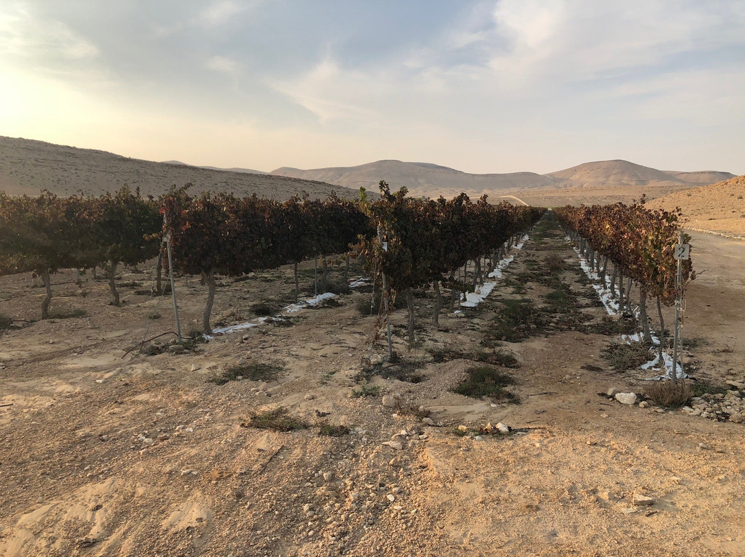 Nana Estate Winery-米茨佩拉蒙必去景点