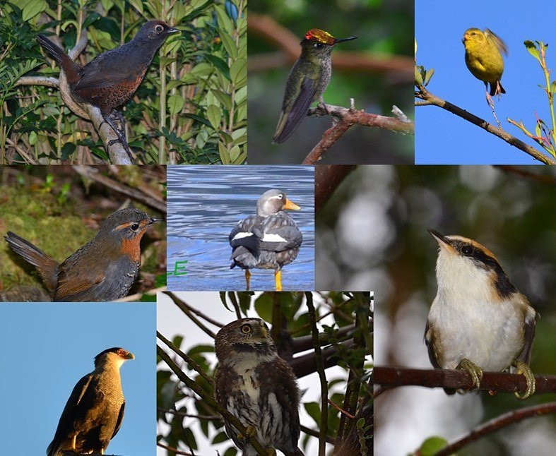 Chile Birding Chile-Puerto Aisen必去景点