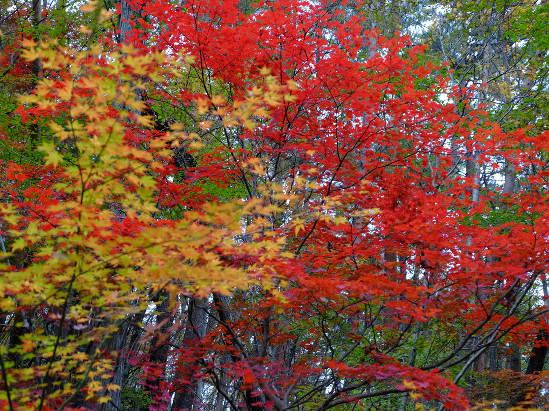 Takigawa Valley-矢祭町必去景点
