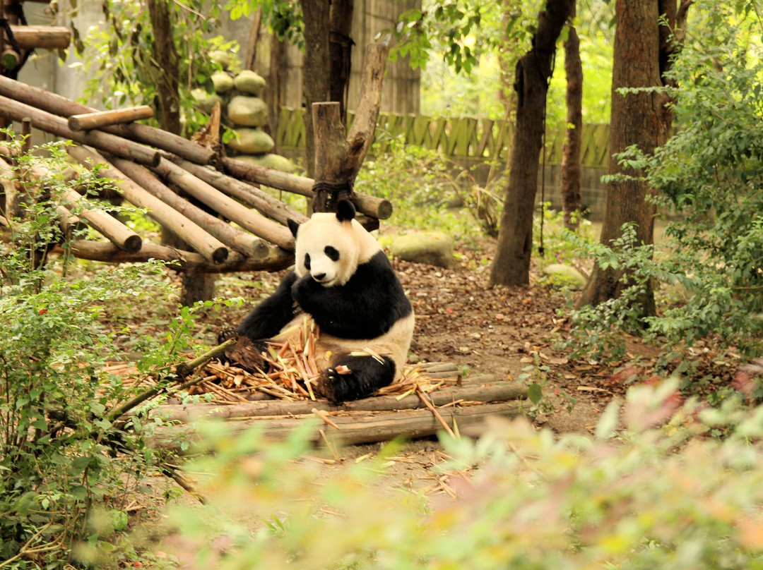 成都大熊猫繁育研究基地景点图片