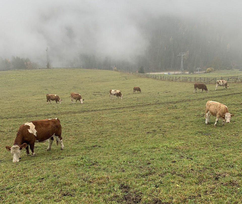 Das Bärenhotel主图