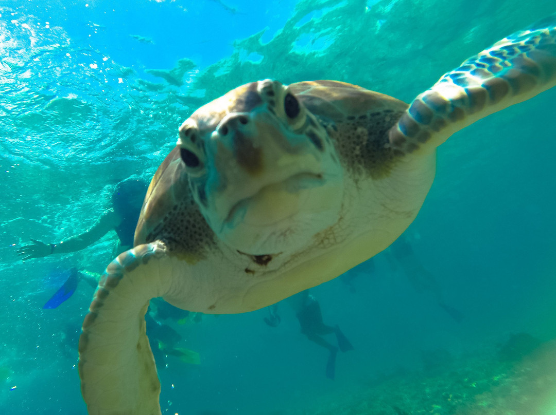 Akumal Bay-艾库玛尔必去景点