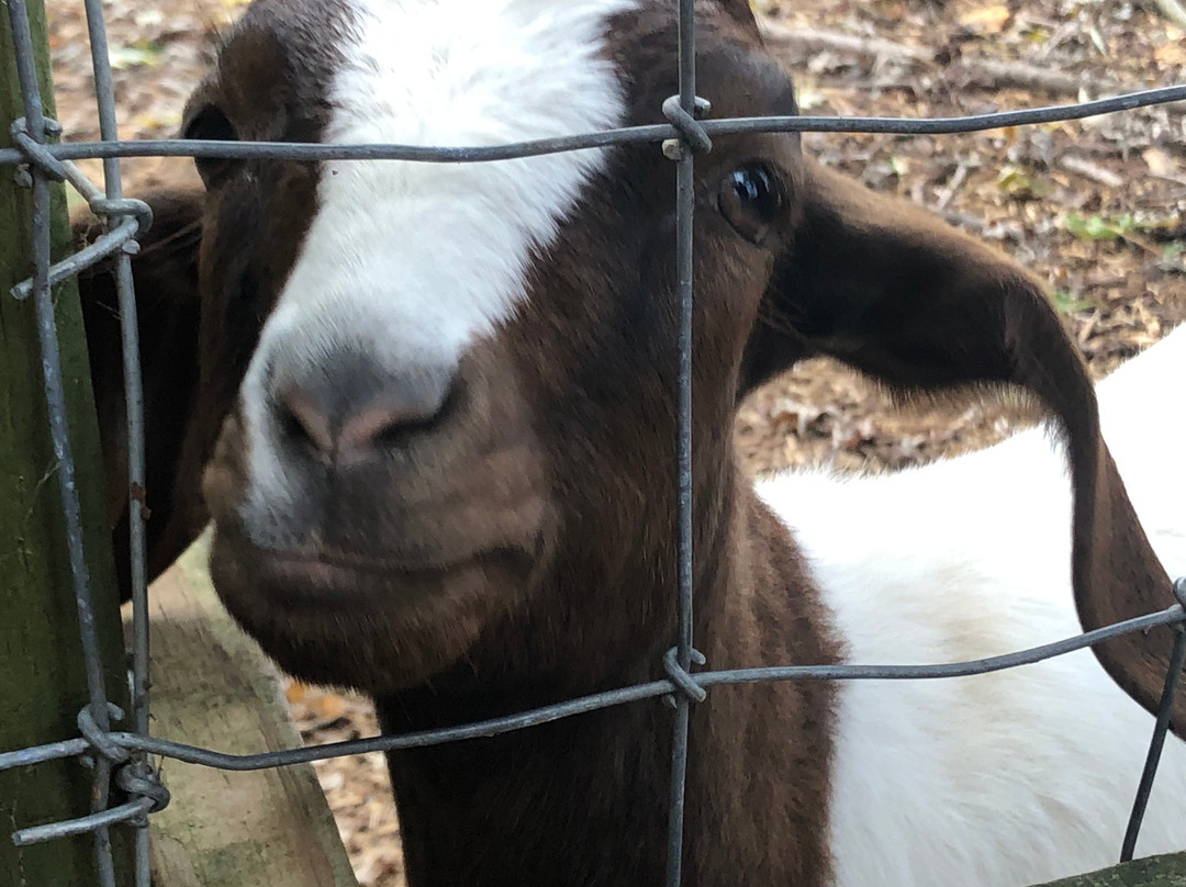 Mountain Valley Farm-Ellijay必去景点