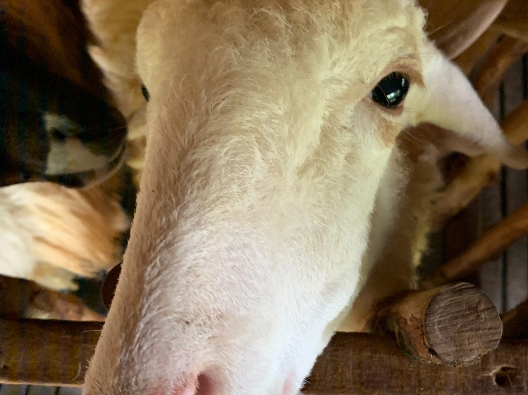 Purina Sheep Farm-帕岸岛必去景点