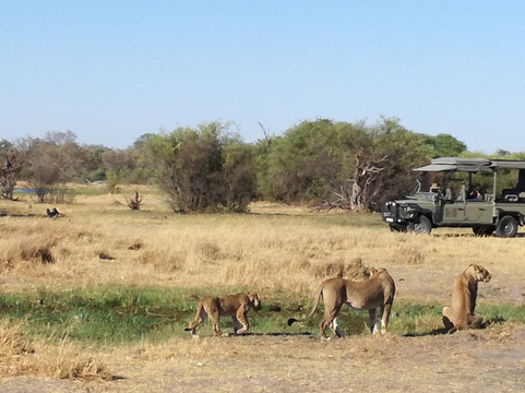 Magotho Camp (Khwai Development Trust)主图