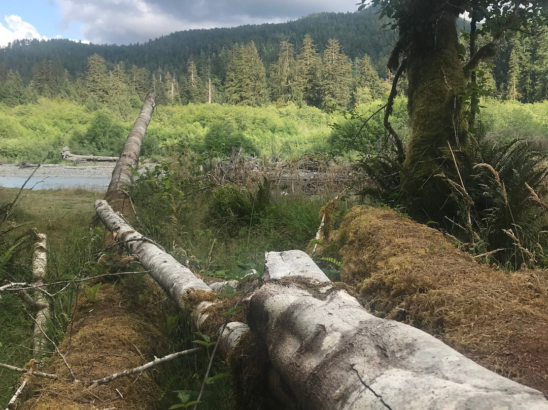 Hoh River Trail景点图片