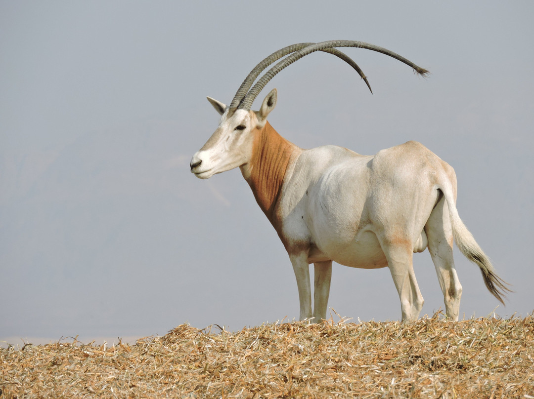 Antelope Ranch in the Arava Valley-Mahane Zofar必去景点