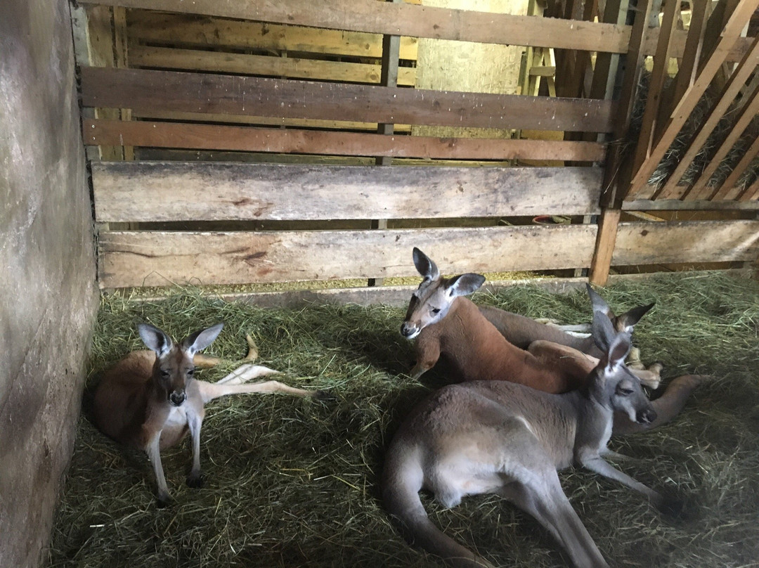 Martock Glen Farm and Agrizoo景点图片