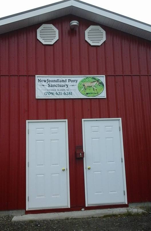 Change Islands旅游景点-Change Islands Newfoundland Pony Refuge
