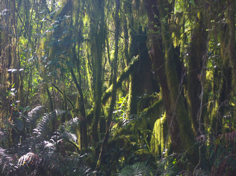 Parque Nacional Aconquija-Alpachiri必去景点