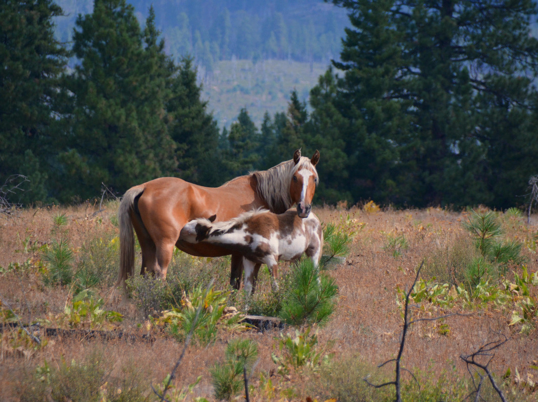 Warm Springs旅游景点-Warm Springs Reservation