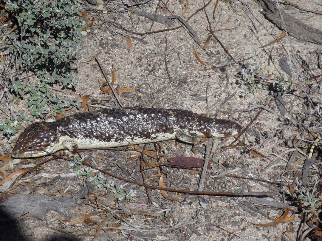 Jam Patch-格雷斯湖必去景点