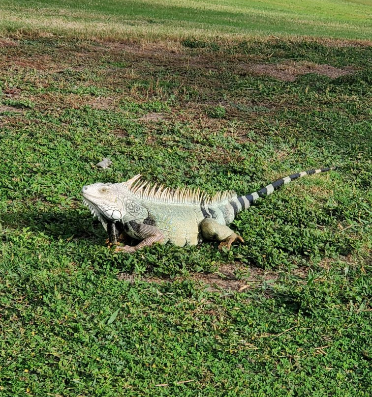 Costa Caribe Golf & Country Club景点图片