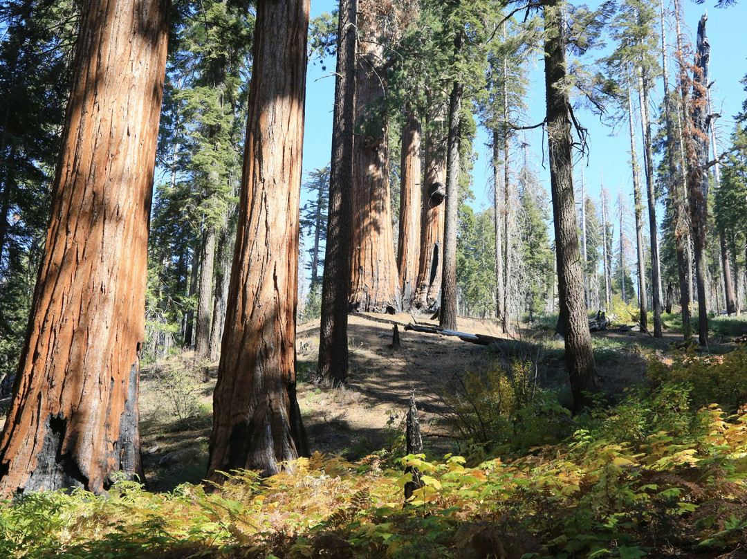 General Grant Tree Trail