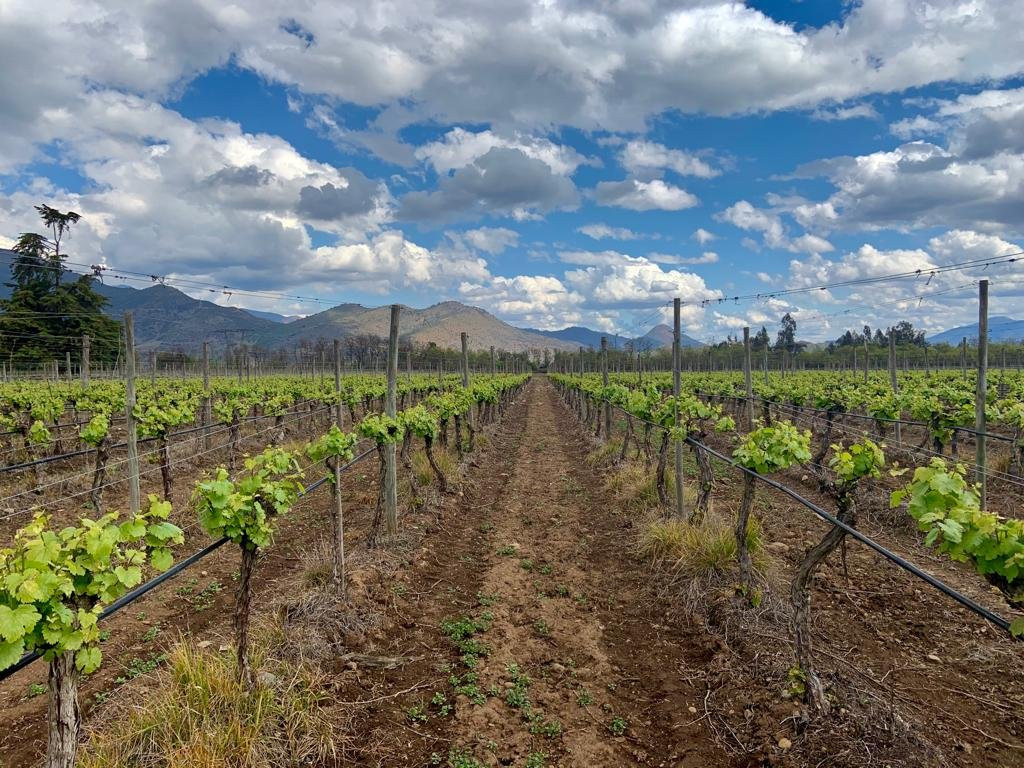 Vinedos Torreon de Paredes-Rengo必去景点