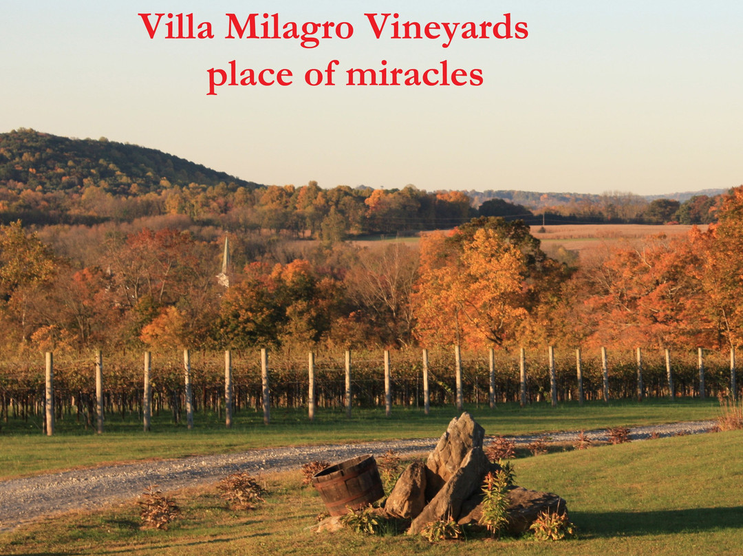 Villa Milagro Vineyards景点图片