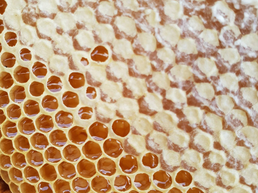Zarapovo Honey House-Vishovgrad必去景点