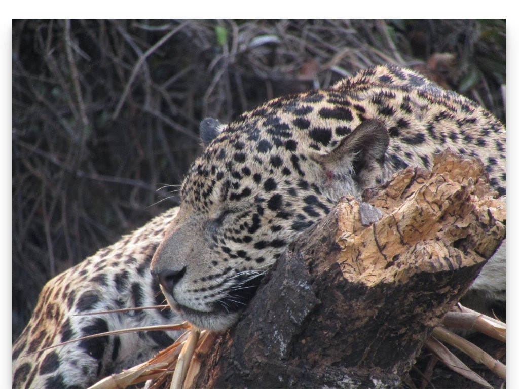 Pantanal Trackers景点图片