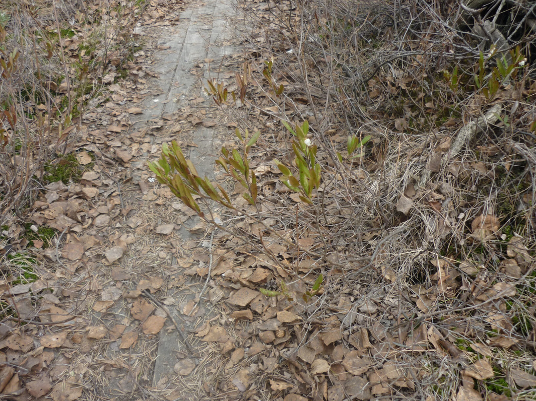 Ecological and Tourist Trail From the Paltinsky Swamp to the Chernivtsi Gorodishhe