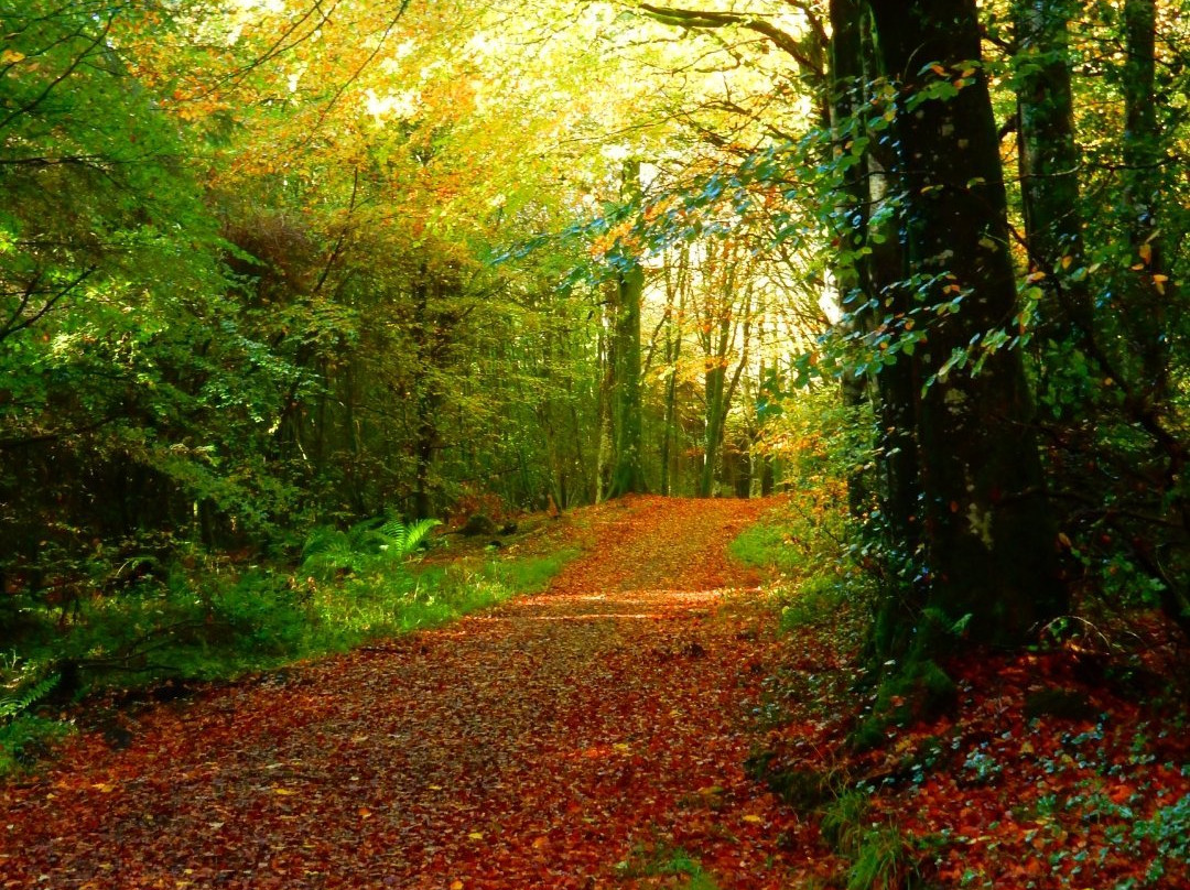 Deerpark Forest Walk-Virginia必去景点