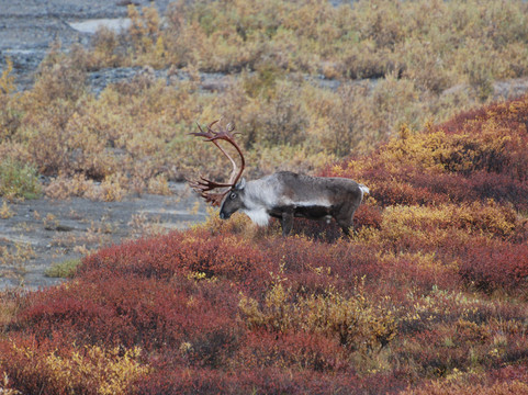Denali Visitor Transportation System-德纳利国家公园和自然保护区必去景点