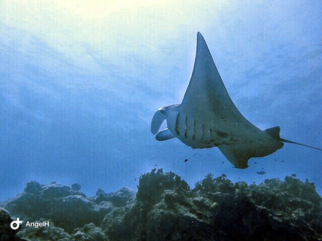 Beyond the Reef景点图片