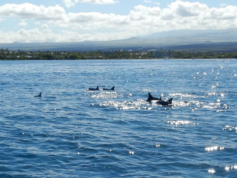 Ocean Sports Glass Bottom Boat Rides-威可洛亚必去景点