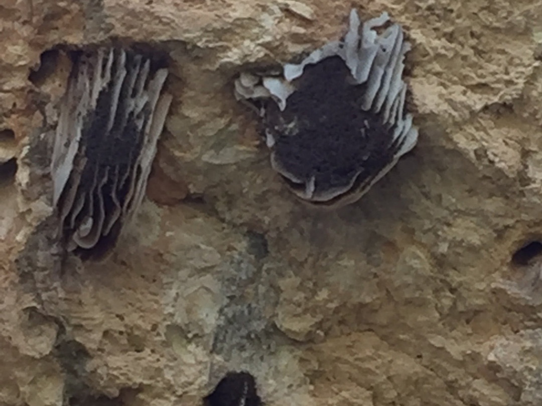 Stockyard Gully National Park景点图片