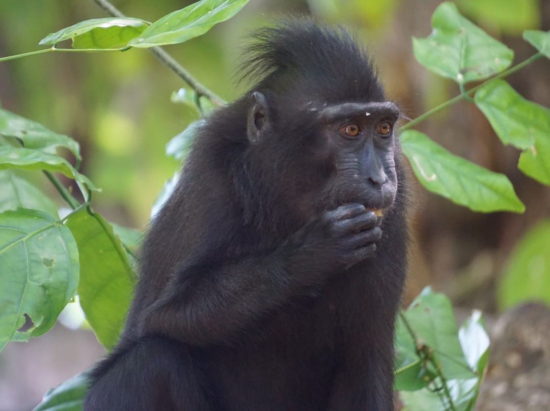 Tangkoko Research Station景点图片