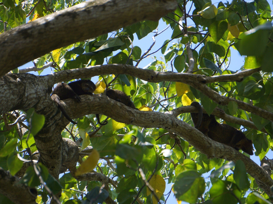 Tangkoko Research Station景点图片
