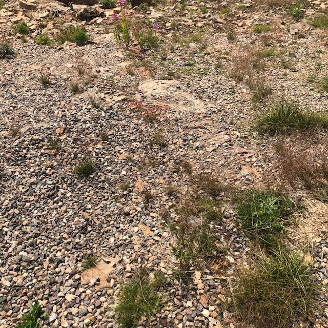 Hudson Bay Mountain Resort-Smithers必去景点