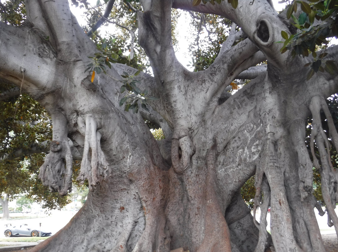 Moreton Bay Fig tree景点图片