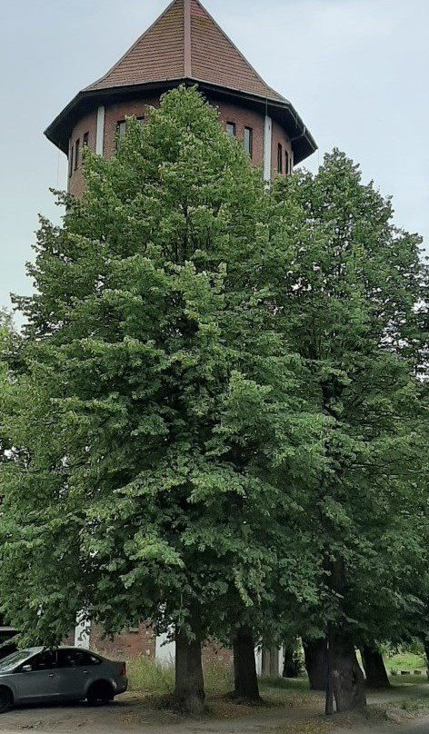 Water Tower Palmnikena景点图片