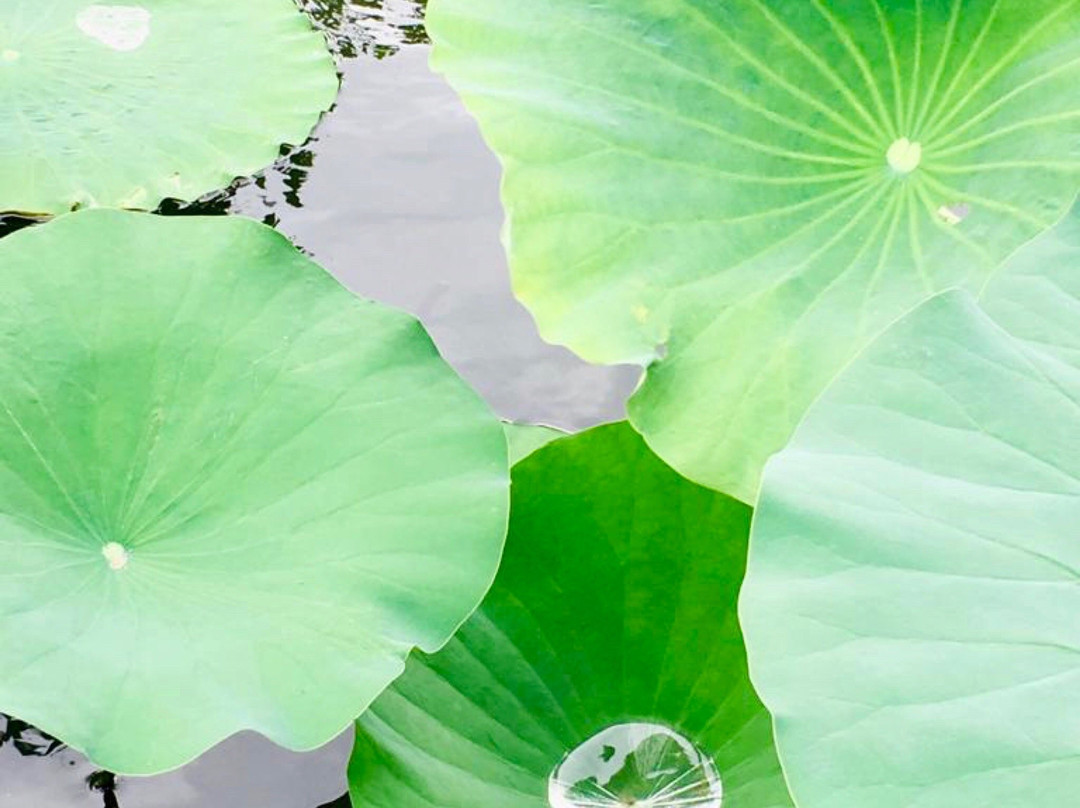 pista ciclabile lago di Comabbio景点图片