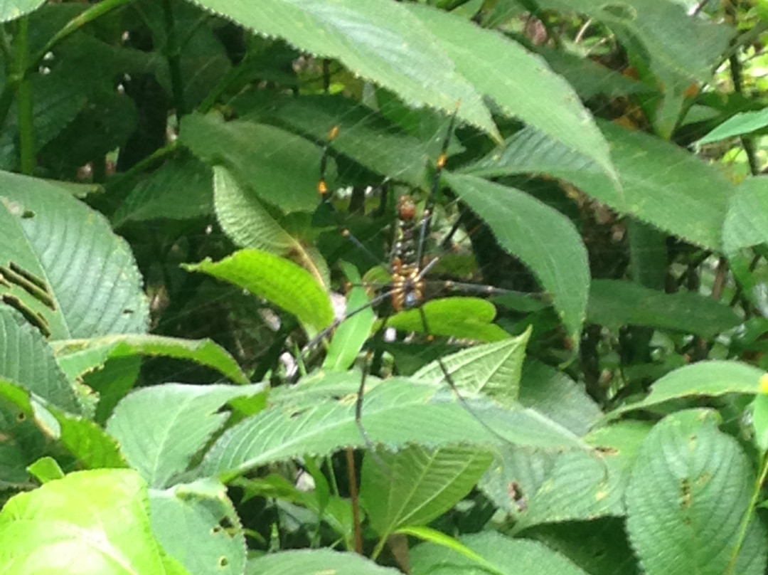 Sinharaja Rain Forest Tours-Deniyaya必去景点