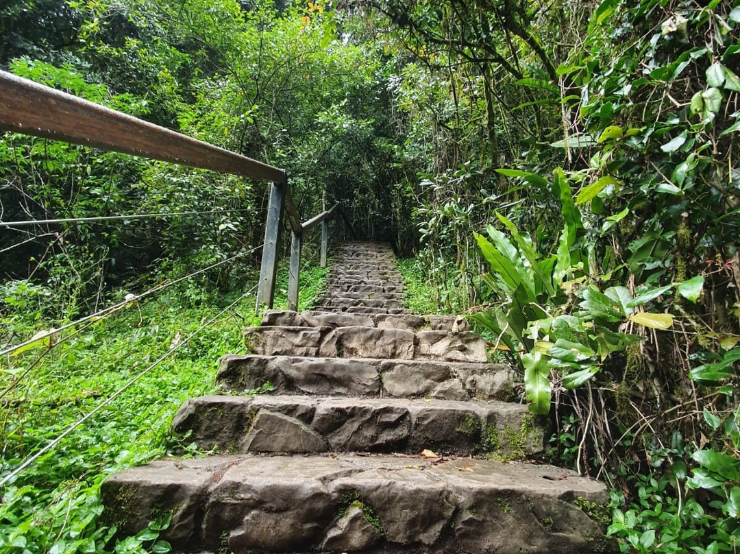 Gold Coast Rainforest Tours & Hikes-冲浪者天堂必去景点