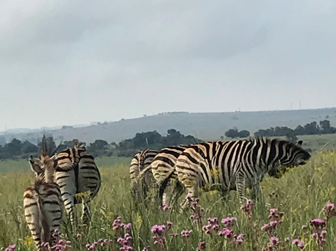Rietvlei Nature Reserve-比勒陀利亚必去景点