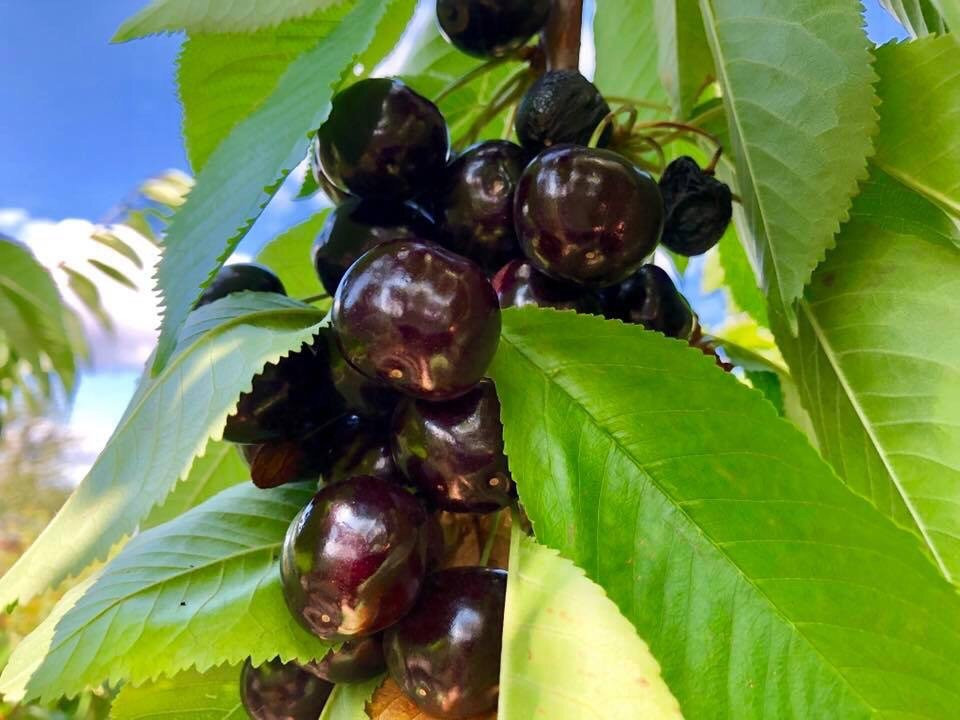 Hood River U-Pick Organic-胡德里弗必去景点