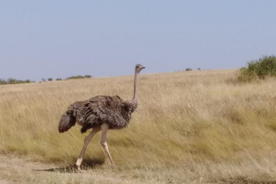 Safari Typique-蒙巴萨必去景点