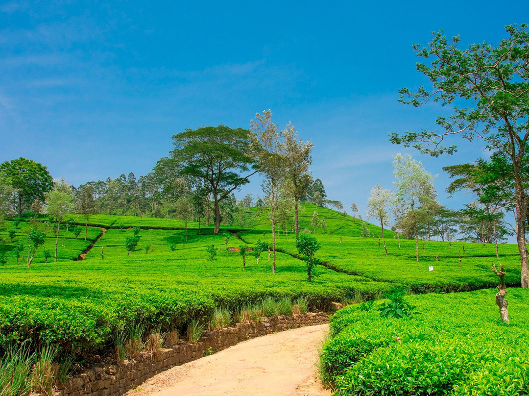 taxi hatton-哈顿必去景点