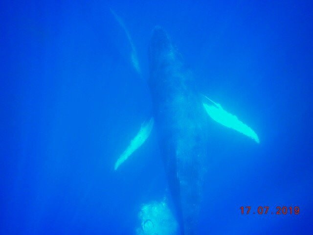 Whale Swim, Fish & Dive Tours-努库阿洛法必去景点