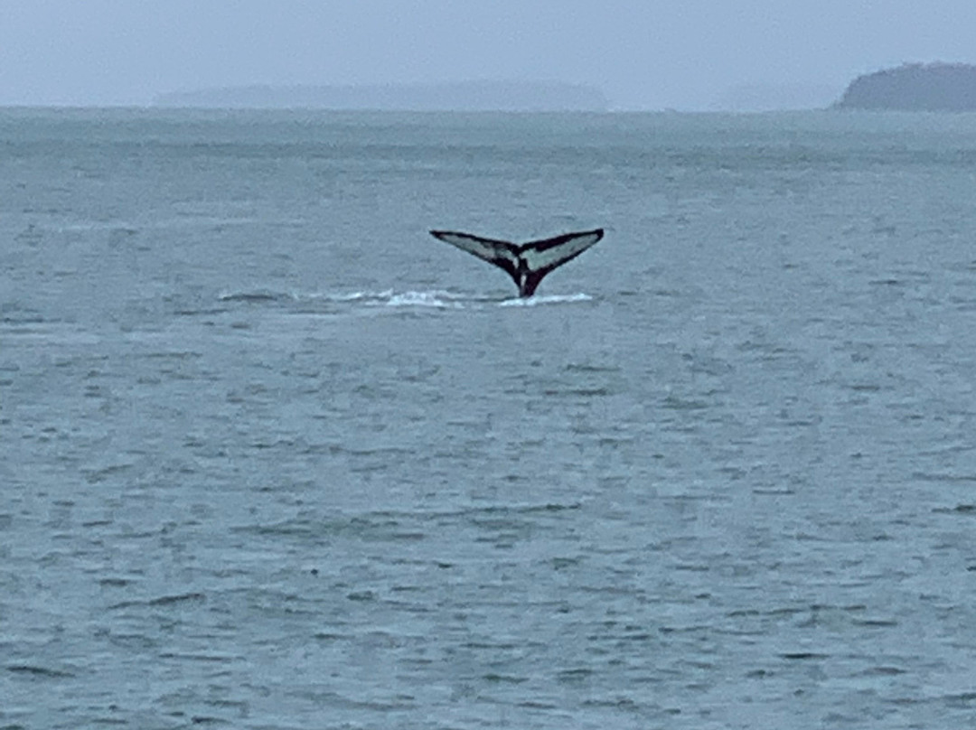 Juneau Tours & Whale Watch景点图片